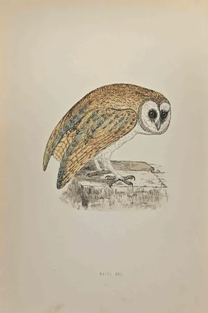 Alexander Francis Lydon, White Owl, Woodcut Print, 1870