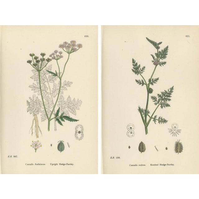 Sowerby, British Hedge-Parsley, Hand-Colored Engravings, 1902, Set of 2 For Sale - Image 10 of 10