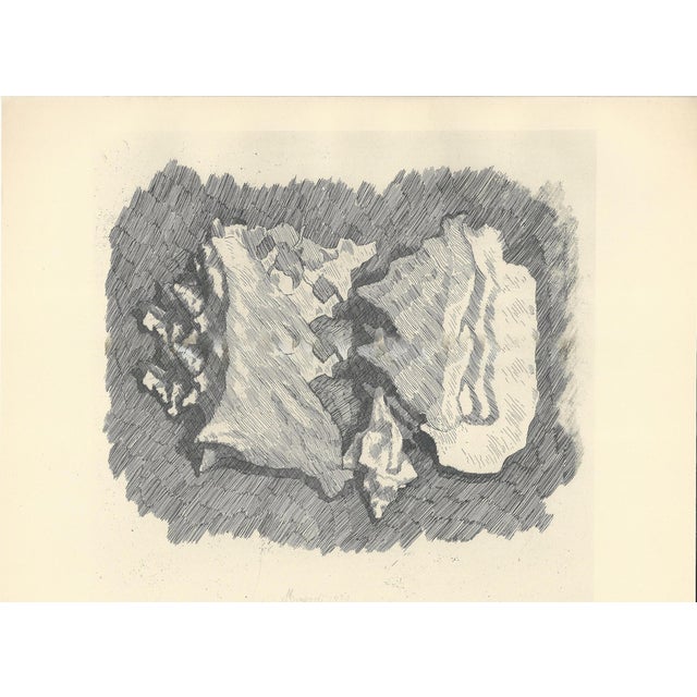 Giorgio Morandi, Still Life with Shells, 1930-1957, Lithograph For Sale