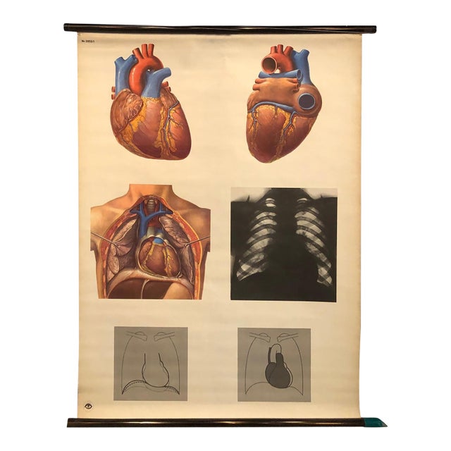 Mid 20th Century German Educational Heart Anatomy Rollup Chart For Sale