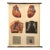Mid 20th Century German Educational Heart Anatomy Rollup Chart For Sale