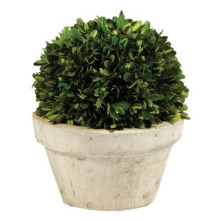 Boxwood Ball In Pot Large For Sale