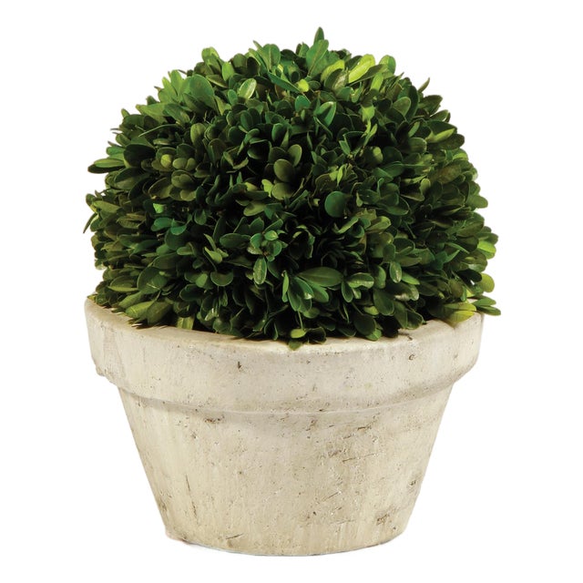 Boxwood Ball In Pot Large For Sale