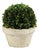 Boxwood Ball In Pot Large For Sale