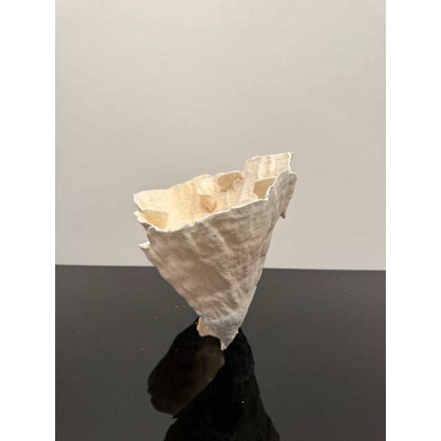 Large Specimen White Cup Coral For Sale - Image 10 of 11