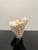 Large Specimen White Cup Coral For Sale - Image 10 of 11