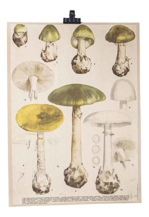 Educational Mushroom Poster, 1950s