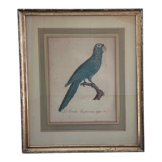 Antique Jacques Barraband Green Parrot Engraving, Plate Xv, Early 19th Century, Gilt Framed For Sale