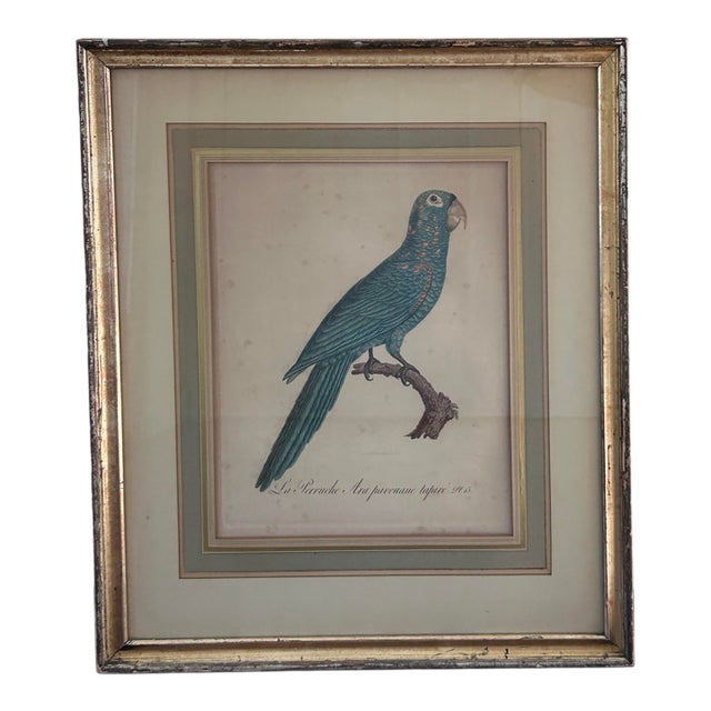 Antique Jacques Barraband Green Parrot Engraving, Plate Xv, Early 19th Century, Gilt Framed For Sale