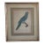 Antique Jacques Barraband Green Parrot Engraving, Plate Xv, Early 19th Century, Gilt Framed For Sale