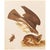 1966 Vintage Cottage Print "Swaison's Hawk, Marsh Hare & Horned Agarma" After John James Audubon For Sale In Dallas - Image 6 of 8