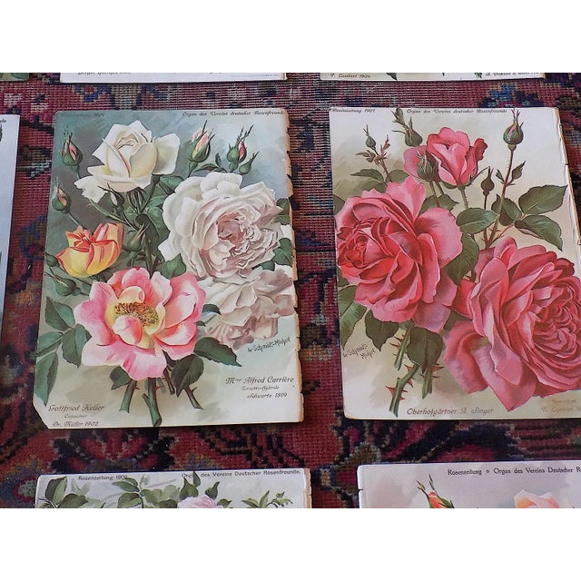 1900 - 1909 Antique Botanical Lithographs of Roses - Set of 12 For Sale - Image 5 of 9