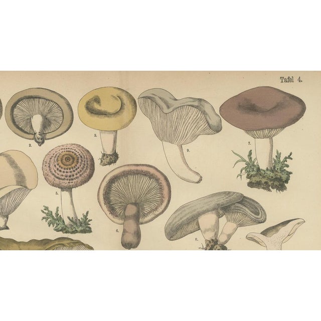 Late 19th Century Dr. Wilhelm Fünfstück, Antique Fungi Lactarius Mushrooms Lithograph, 1885 For Sale - Image 5 of 10