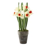 Potted Paper Daffodils For Sale