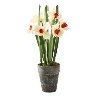 Potted Paper Daffodils For Sale