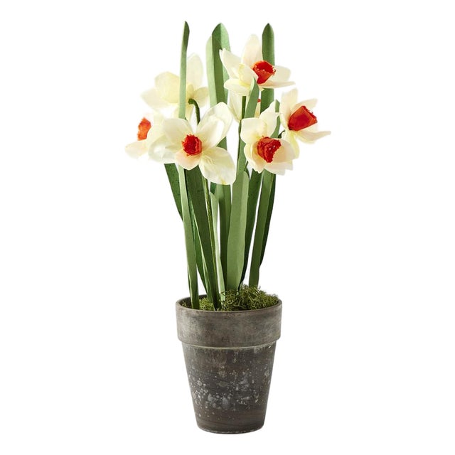 Potted Paper Daffodils For Sale
