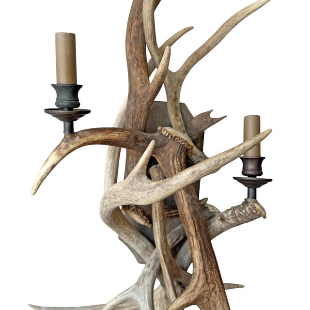 Pair of Fallow Deer Antler Sconces For Sale - Image 10 of 13