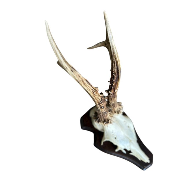 Roe deer trophy on wood plaque. Adds dimension to your wall.