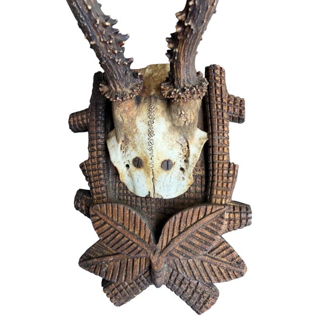 Roe Deer Trophy 146 Black Forest Antlers For Sale - Image 4 of 5