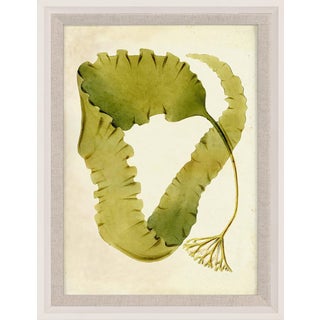 Harvey Seaweeds 12, Framed Artwork For Sale