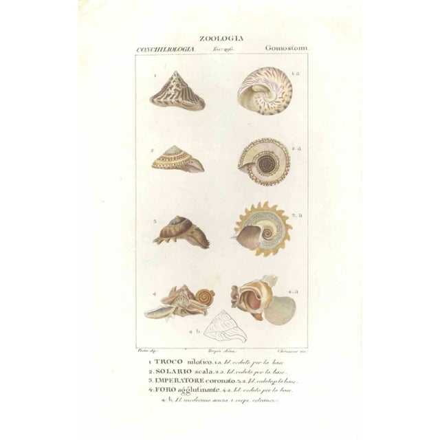 Pierre Jean François Turpin, Goniostomi, Etching, 1831 For Sale - Image 3 of 3