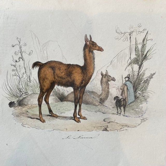 French French Antique 18th Century "Le Lama" Animal Engraving Hand Colored Signed Artwork For Sale - Image 3 of 11