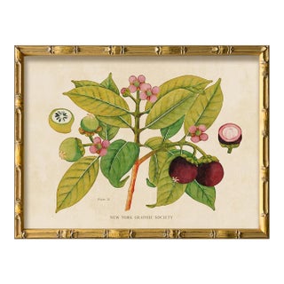 Reproduction Giclee Print of Vintage Fruit & Flowers (1) Art Print, Framed For Sale