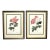 Pair of P. J. Redoute French Botanical Still Life Roses Framed Lithographs Prints Floral Flowers Pink & White For Sale