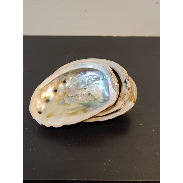 Natural Abalone Shell Collection, Set 3 For Sale - Image 9 of 9
