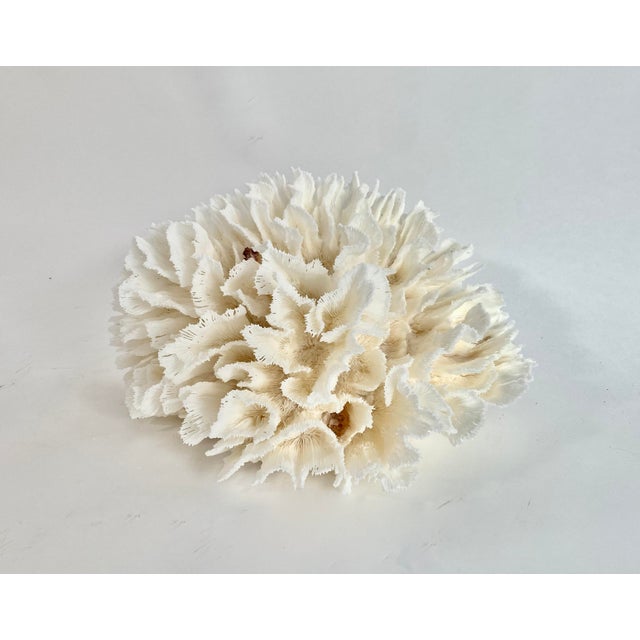 Natural White Lettuce Coral Specimen Coastal Home Decor For Sale - Image 4 of 8