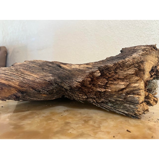 Contemporary Organic Modern Arched Sculpture - 1854 Pikes Peak Big Burn Wood For Sale - Image 3 of 8