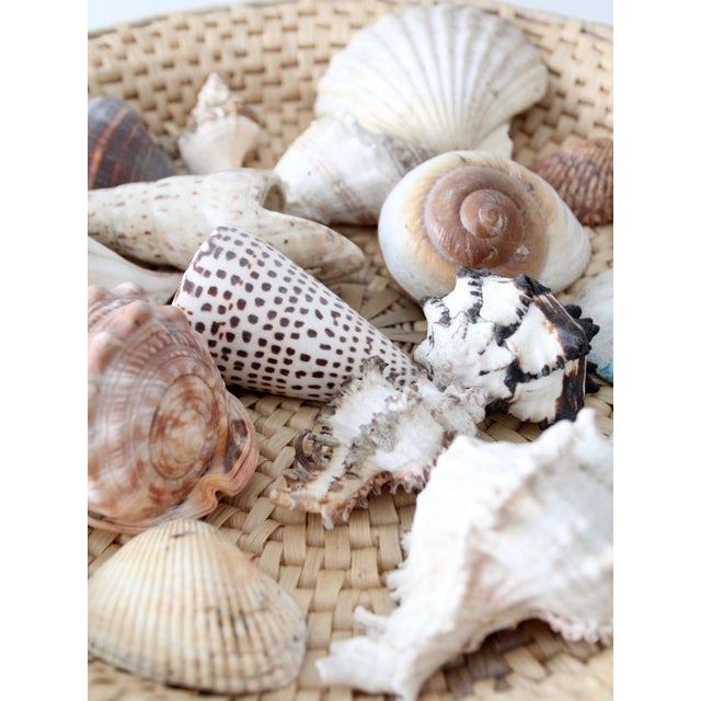 Vintage Collected Seashell Collection For Sale - Image 15 of 17