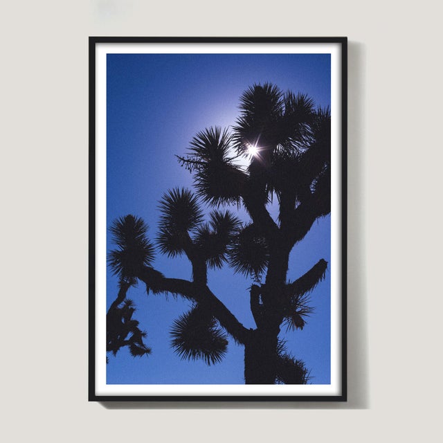 Mark Frohman Joshua Tree No. 10 For Sale - Image 4 of 5