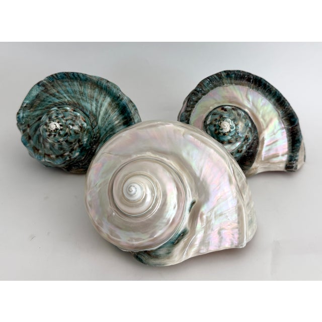 Green Giant Green Turbo Marmoratus Shell For Sale - Image 8 of 8