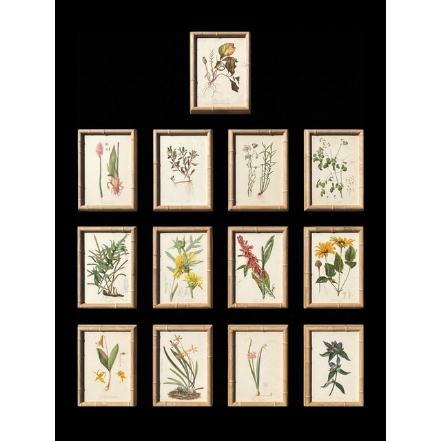 Antique Botanical Chromolithographs — “Wild Flowers of America”, Volume I, L. Prang & Co., Boston (C. 1877) Set of 13 For Sale - Image 13 of 17