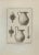 Pitchers from "Antiquities of Herculaneum" is an etching on paper realized by Nicola Vanni e D. Casanova in the 18th...