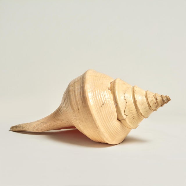 Standout large organic syrinx aranus shell specimen with its ocean inspired color, texture and iconic sculptural form.