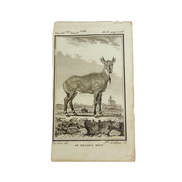 Figurative Set of 5 Antique Copper Plate Engravings Prints Buffon 1782 For Sale - Image 3 of 6