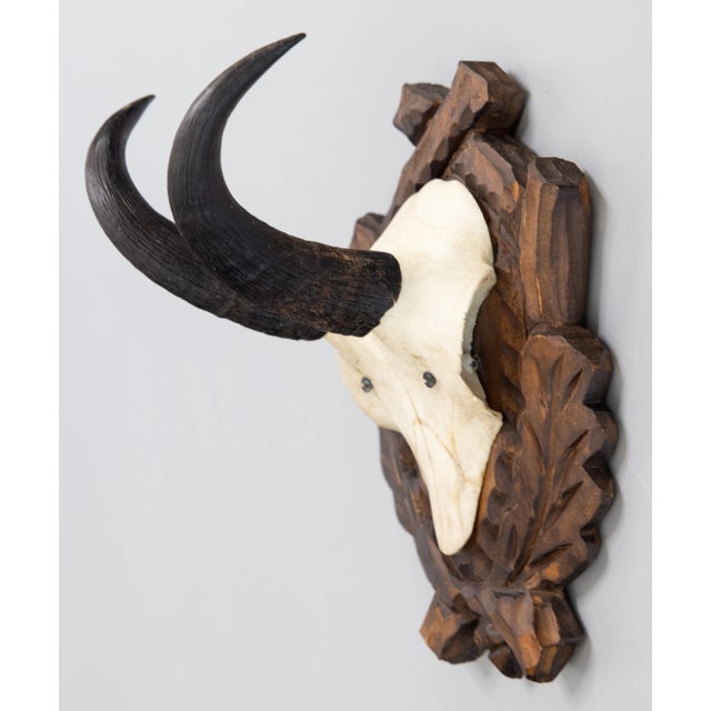 Cabin Black Forest Chamois Antlers Hunting Trophy Mount For Sale - Image 3 of 7