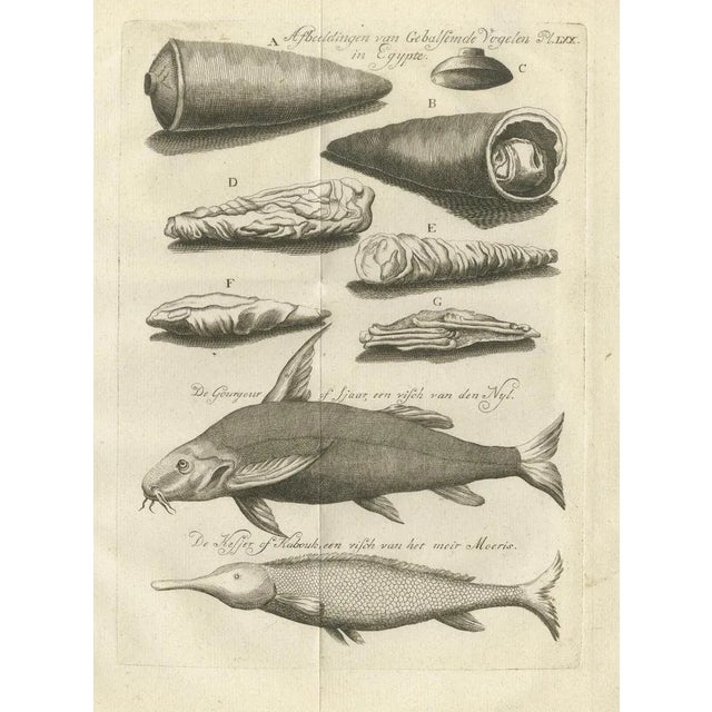 Late 18th Century Embalmed Birds and Nile Fish Egyptian Natural Curiosities, 1776, Paper For Sale - Image 5 of 10