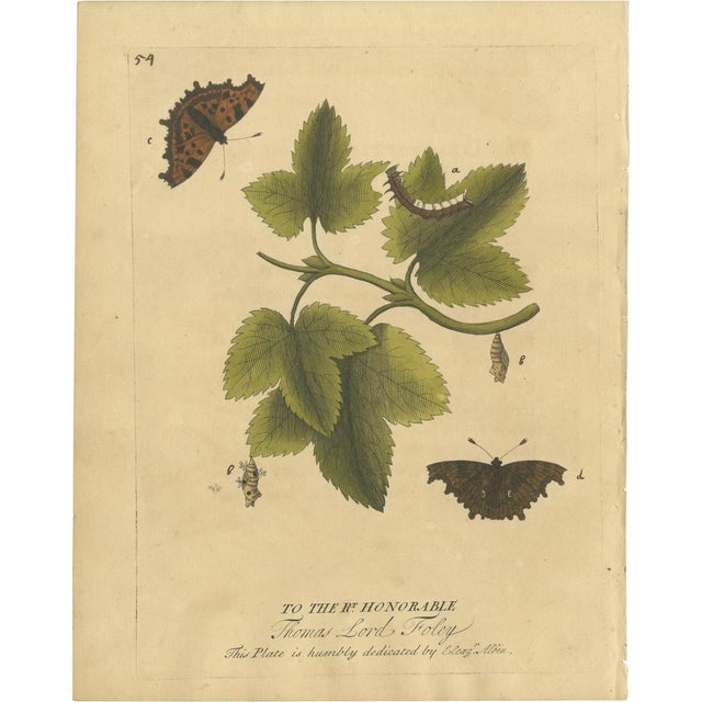 E. Albin, Butterfly Life Cycle on Leafy Branch, Hand-Colored Engraving, 1720 For Sale - Image 10 of 10