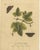 E. Albin, Butterfly Life Cycle on Leafy Branch, Hand-Colored Engraving, 1720 For Sale - Image 10 of 10