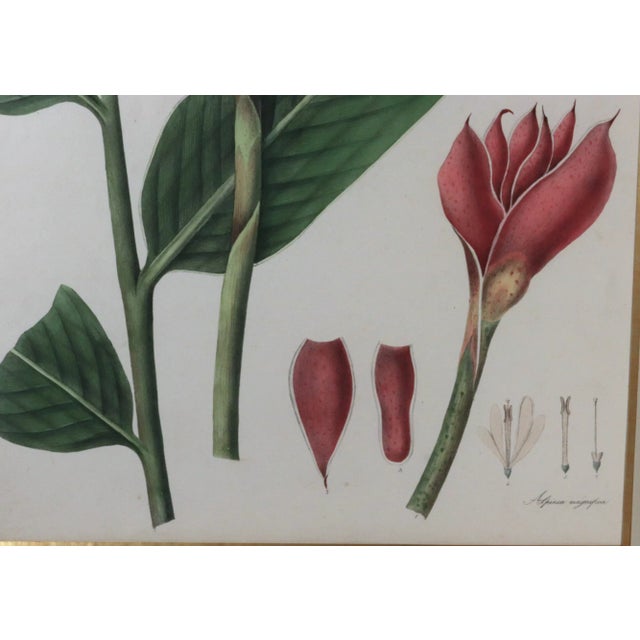 English William Roscoe Large Botanical Print of Tropical Plant For Sale - Image 3 of 8