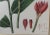 English William Roscoe Large Botanical Print of Tropical Plant For Sale - Image 3 of 8