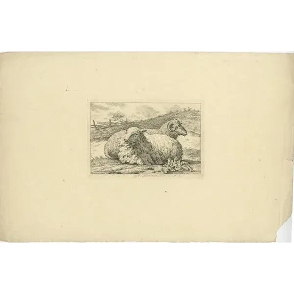 This print is part of a series titled "Studies van koeien, schapen en geiten" (Studies of Cows, Sheep, and Goats). The...