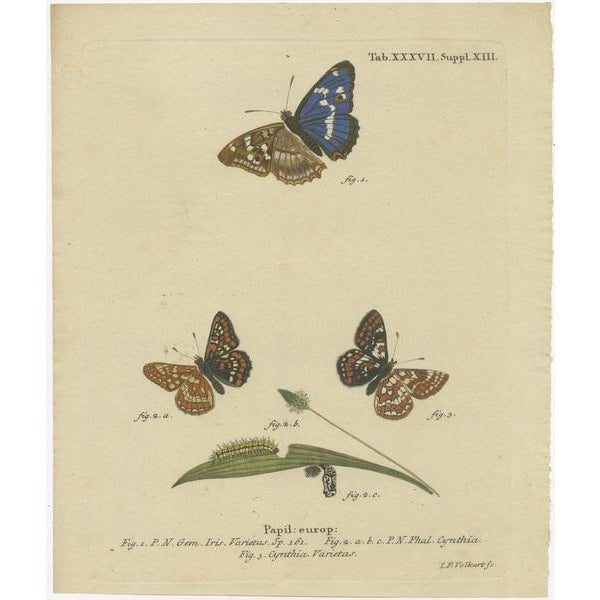 Original antique print titled 'Papil: Europ'. This print shows various butterflies. Originates from 'Die Schmetterlinge in...