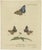 Original antique print titled 'Papil: Europ'. This print shows various butterflies. Originates from 'Die Schmetterlinge in...