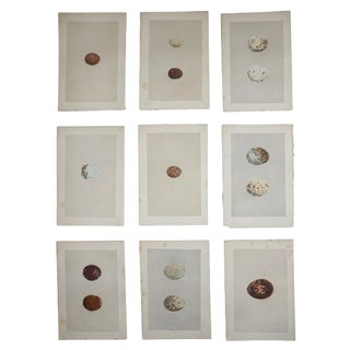 Antique 19th Century Hand Colored Birds of Prey Egg Lithographs - Set of 9 For Sale