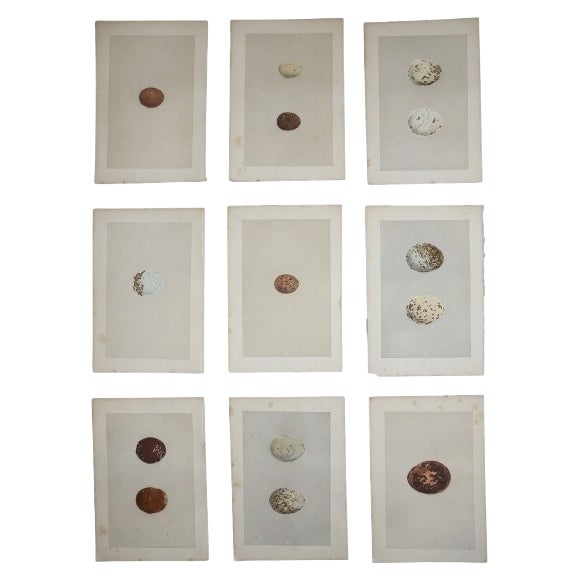 Antique 19th Century Hand Colored Birds of Prey Egg Lithographs - Set of 9 For Sale