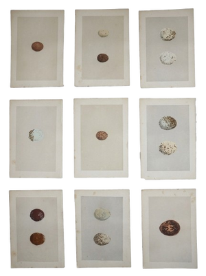 Antique 19th Century Hand Colored Birds of Prey Egg Lithographs - Set of 9